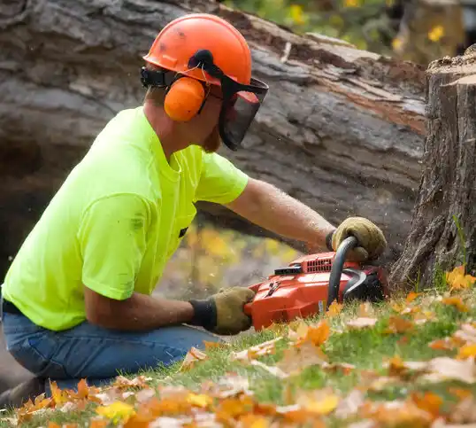 tree services Burgin